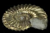 Pyritized (Pleuroceras) Ammonite Fossil - Germany #131124-1